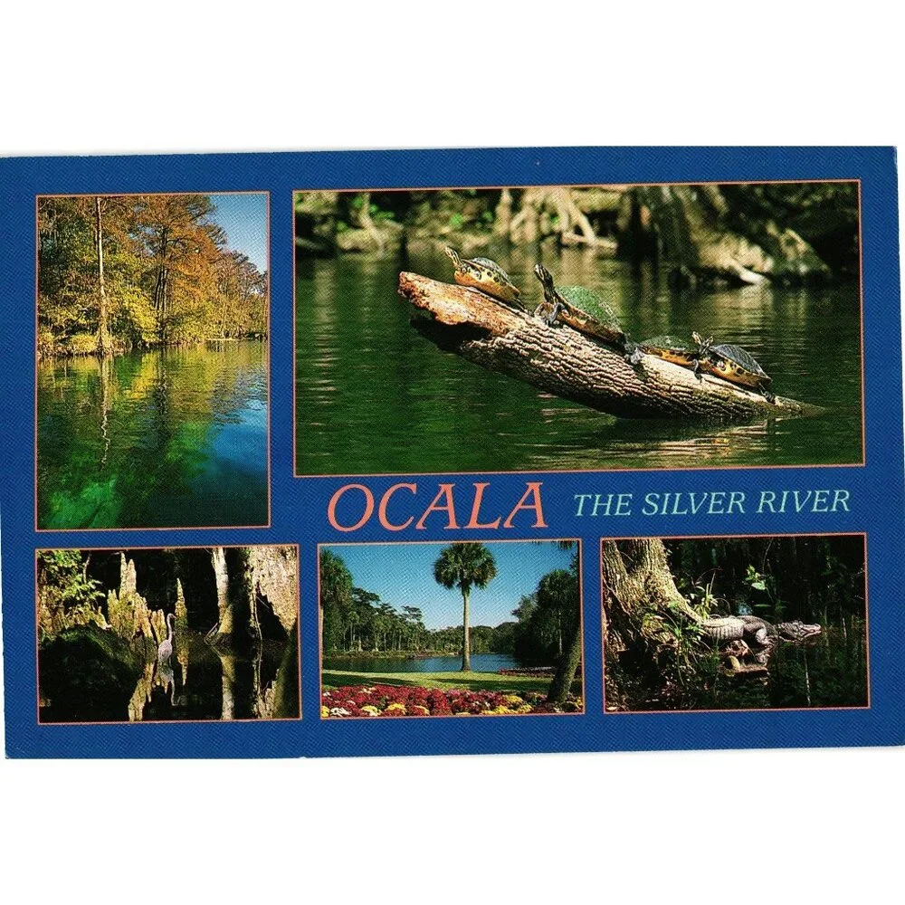 Ocala The Silver River Scenic Postcard Florida Nature Photography
